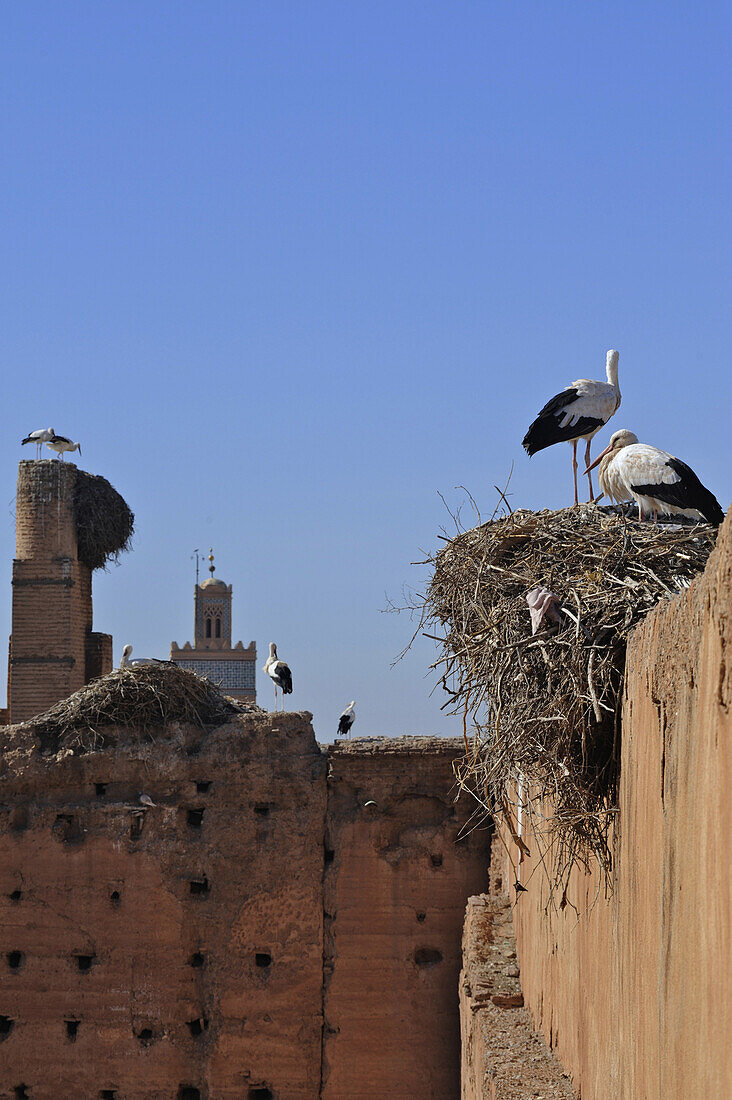 Storks breeding on the walls of Palais el Badi, Marrakech, Morocco, Africa