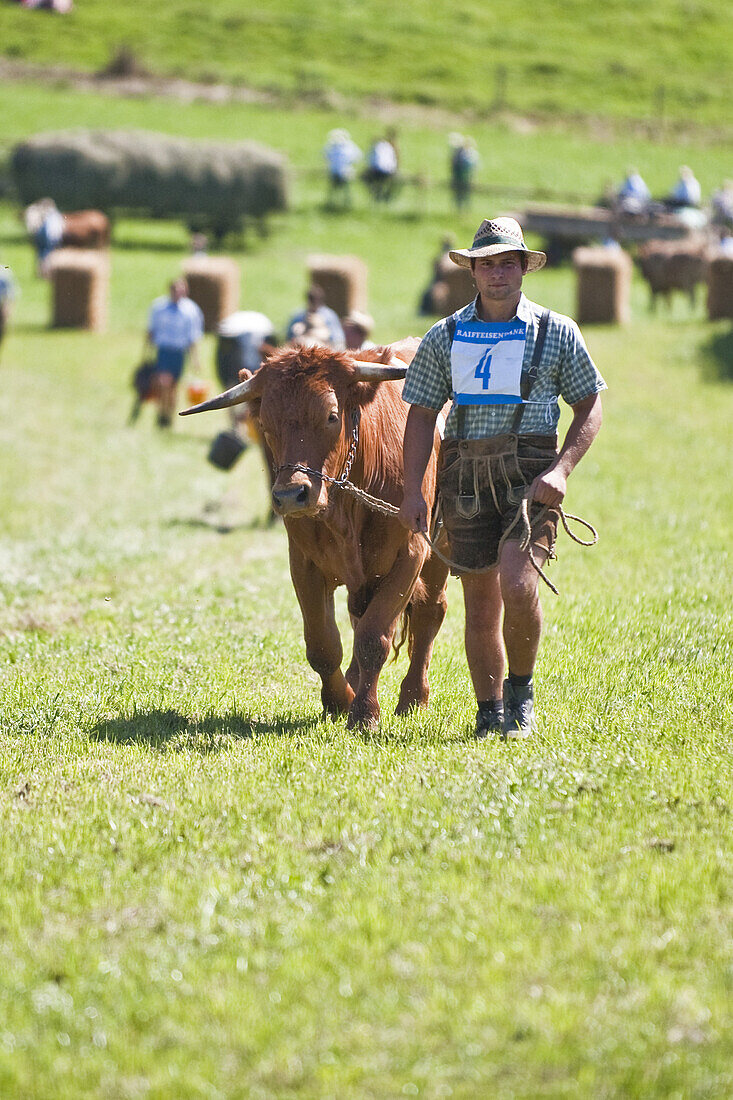 Ochsenrennen, Haunshofen, Wielenbach, Oberbayern, Bayern, Deutschland