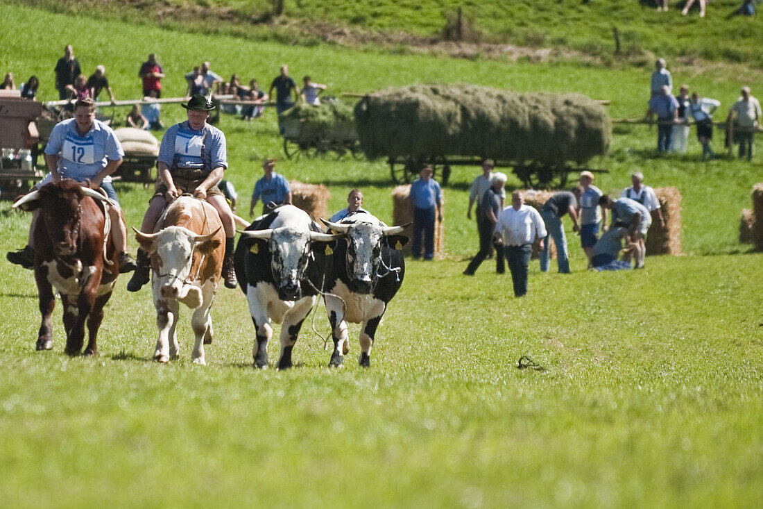 Ochsenrennen, Haunshofen, Wielenbach, Oberbayern, Bayern, Deutschland