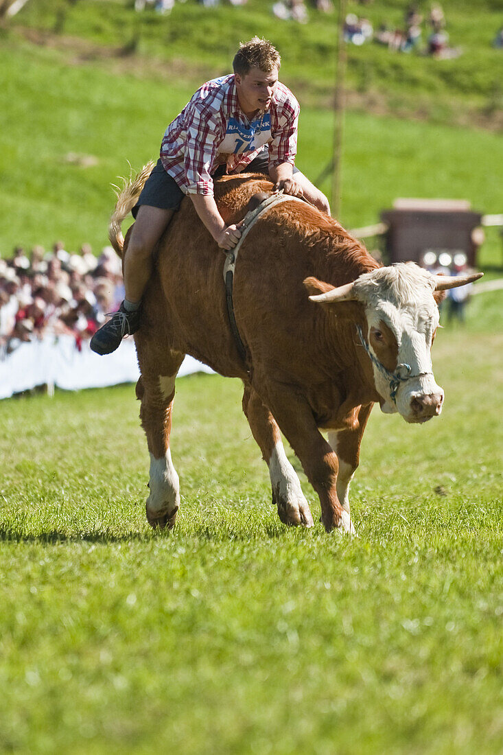 Bull race, Haunshofen, Wielenbach, Upper Bavaria, Germany