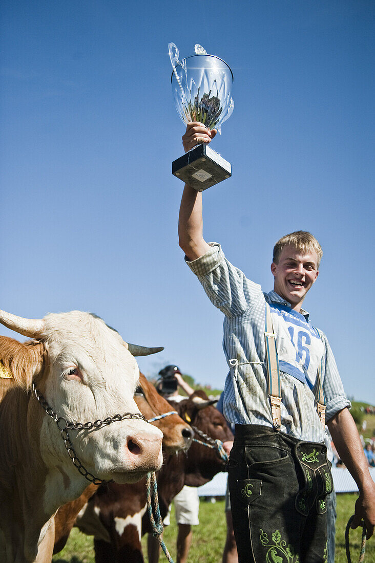 Bull race, Haunshofen, Wielenbach, Upper Bavaria, Germany