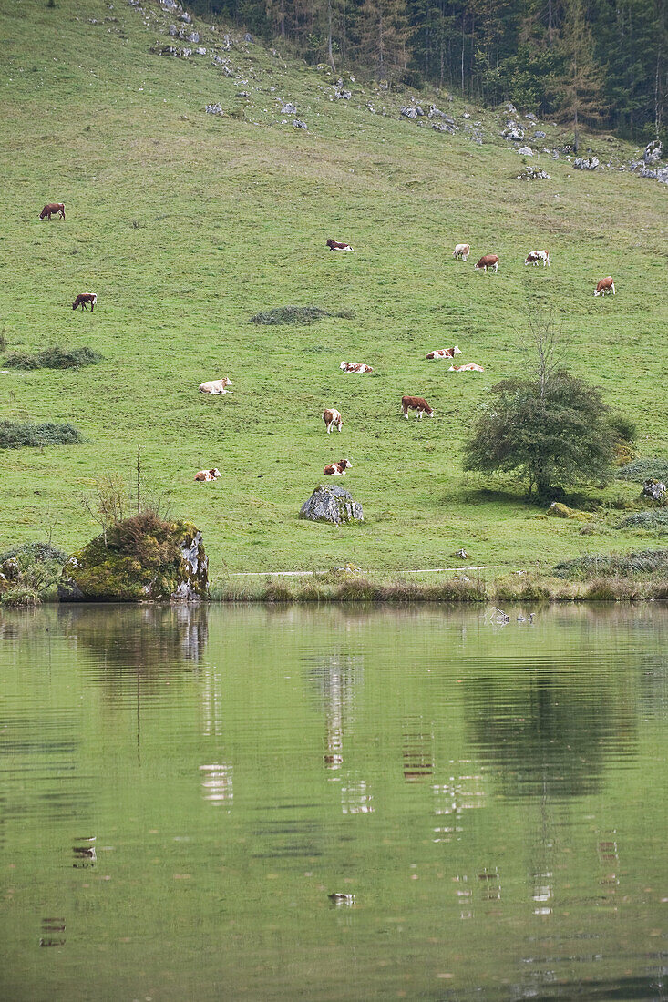 Cattle grazing at lake Obersee, Berchtesgadener Land, Upper Bavaria, Germany