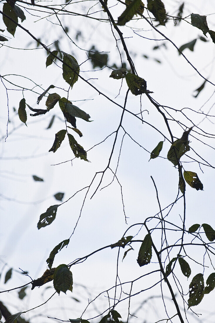 Zweige mit Blättern, Berchtesgadener Land, Oberbayern, Bayern, Deutschland
