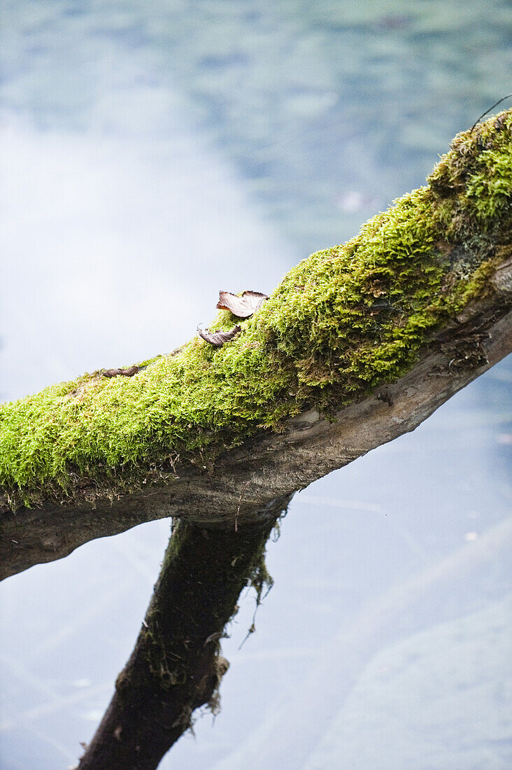 Moss-grown branch at Lake Konigssee, Berchtesgadener Land, Upper Bavaria, Germany