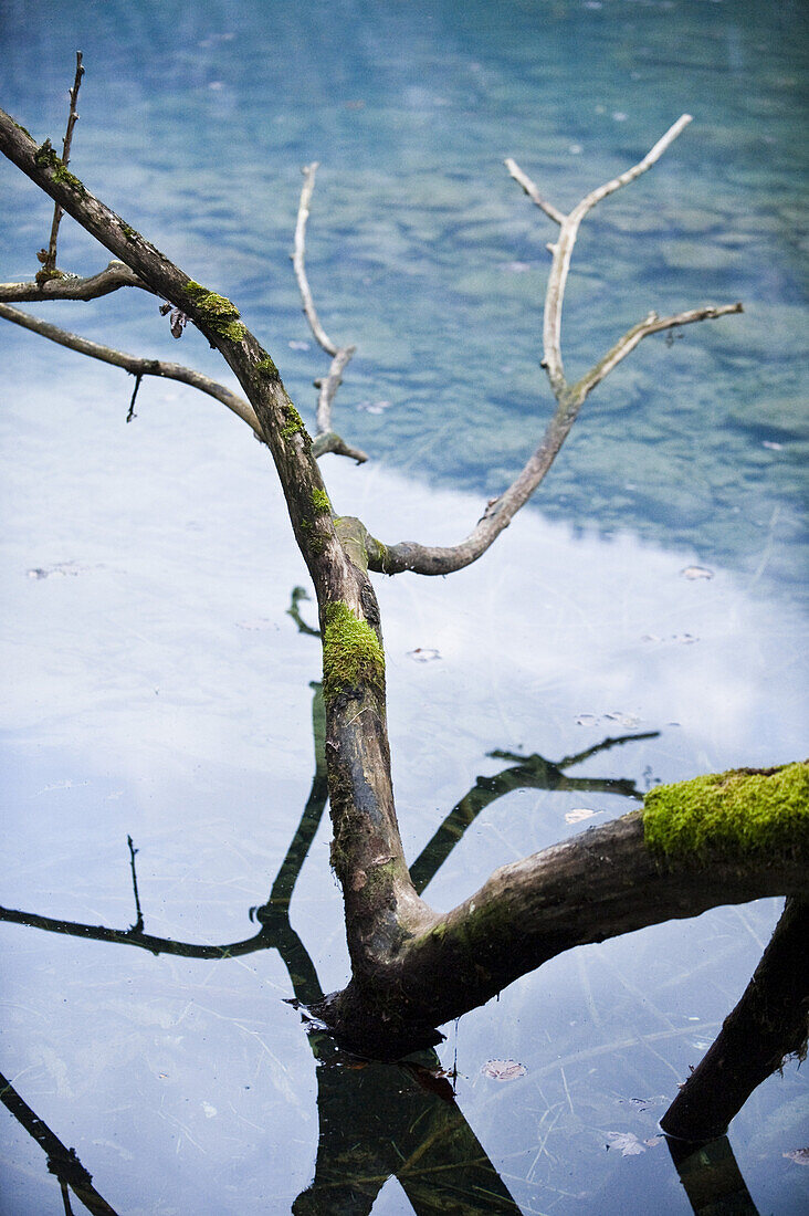 Moss-grown branch in lake Konigssee, Berchtesgadener Land, Upper Bavaria, Germany