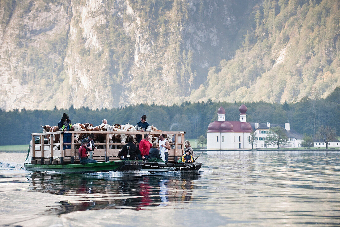 Almabtrieb, Königssee, Berchtesgadener Land, Oberbayern, Bayern, Deutschland