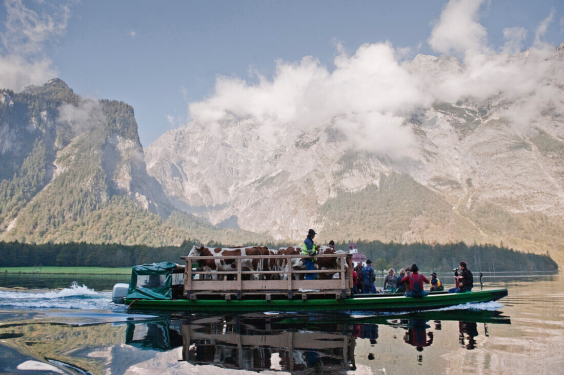 Almabtrieb, Konigssee, Berchtesgadener Land, Upper Bavaria, Germany