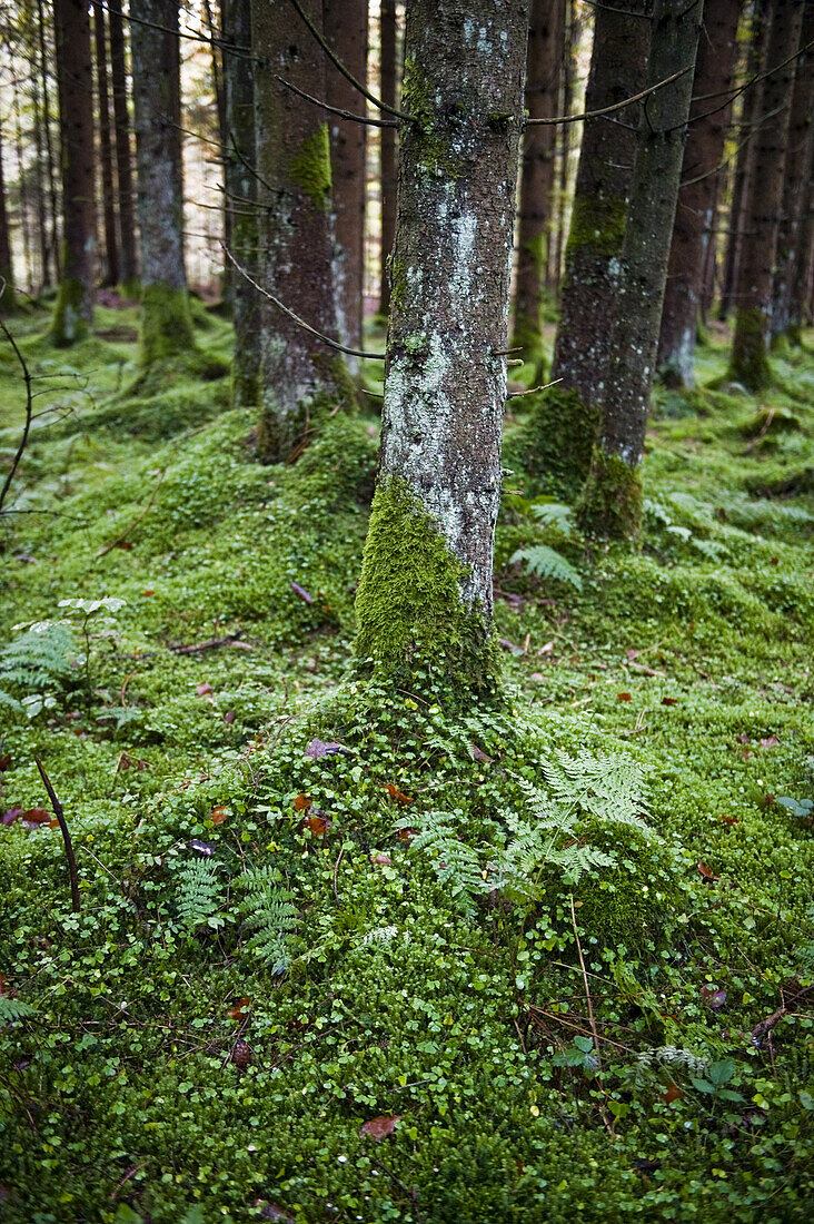 Forest floor, Bavaria, Germany