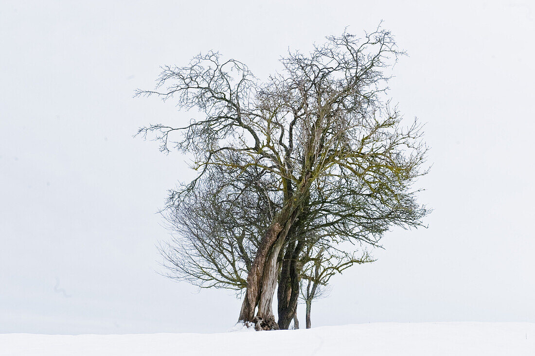 Bare trees in winter, Tegernsee, Upper Bavaria, Germany