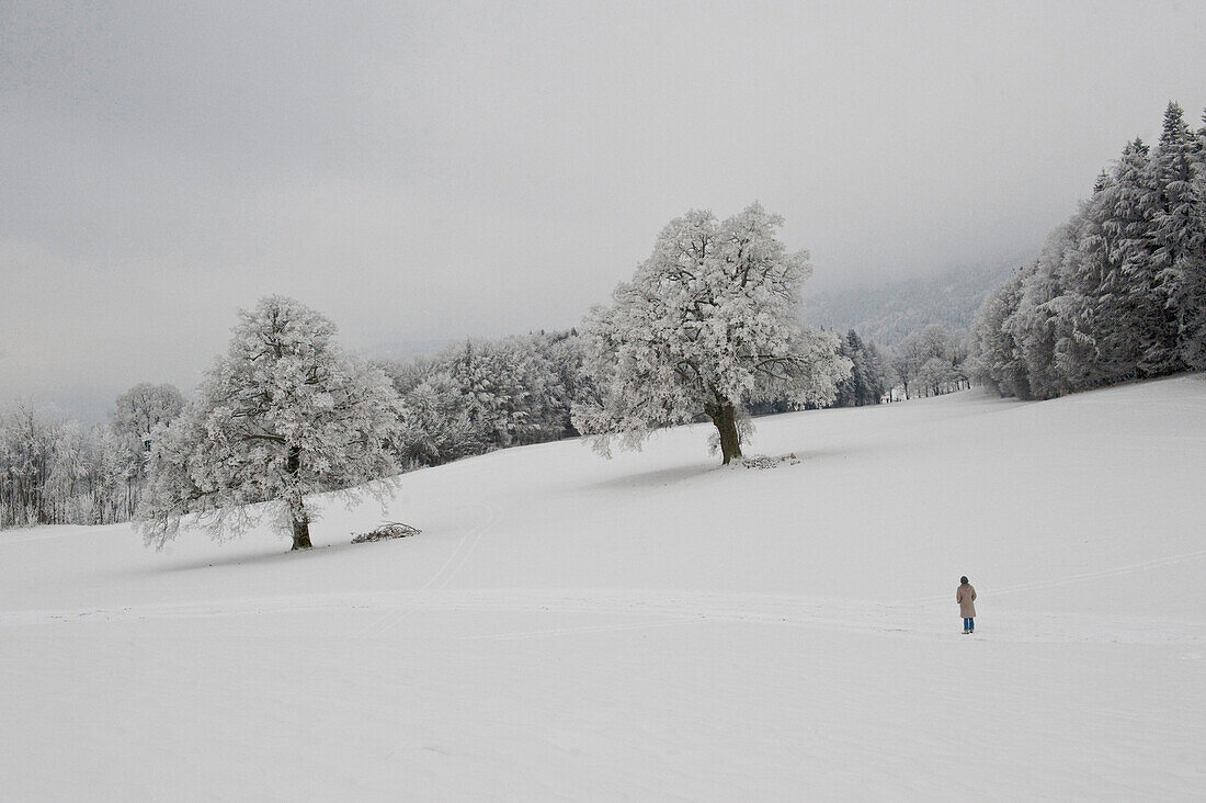 Winter scenery, Tegernseer Land, Upper Bavaria, Germany