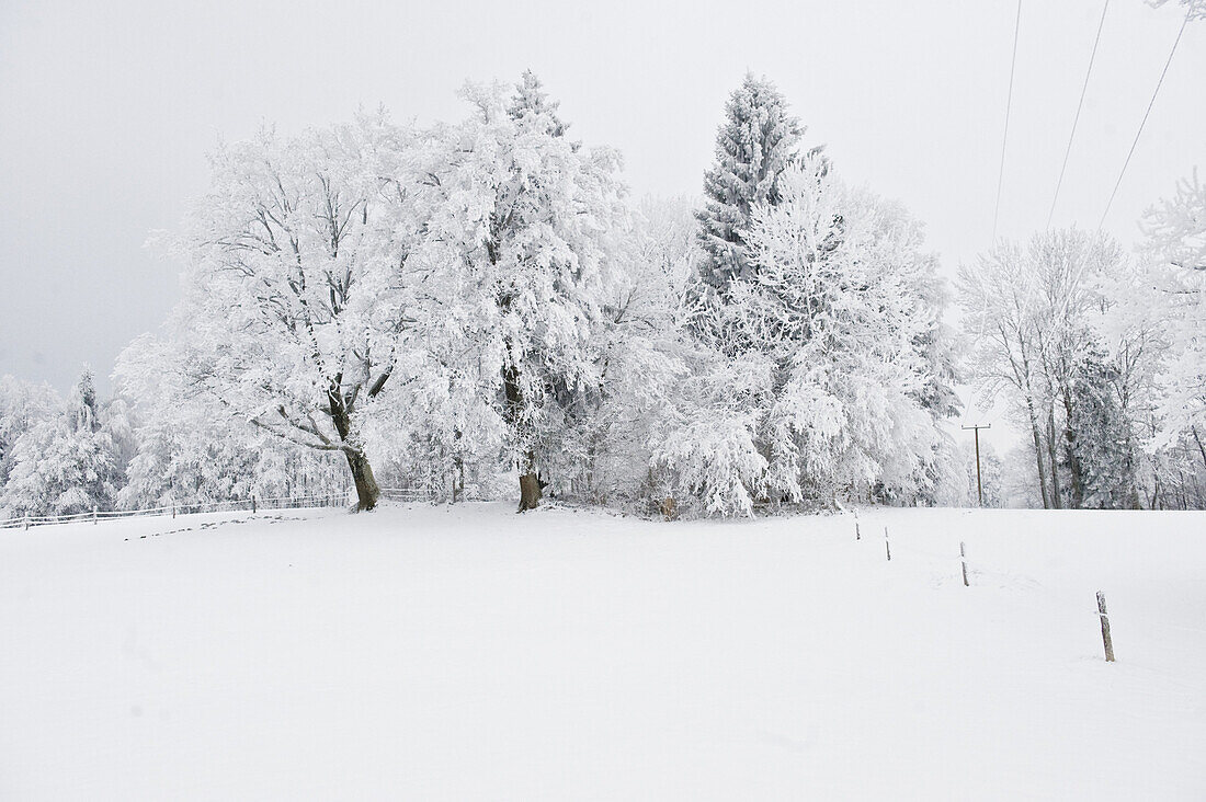 Winter scenery, Tegernseer Land, Upper Bavaria, Germany