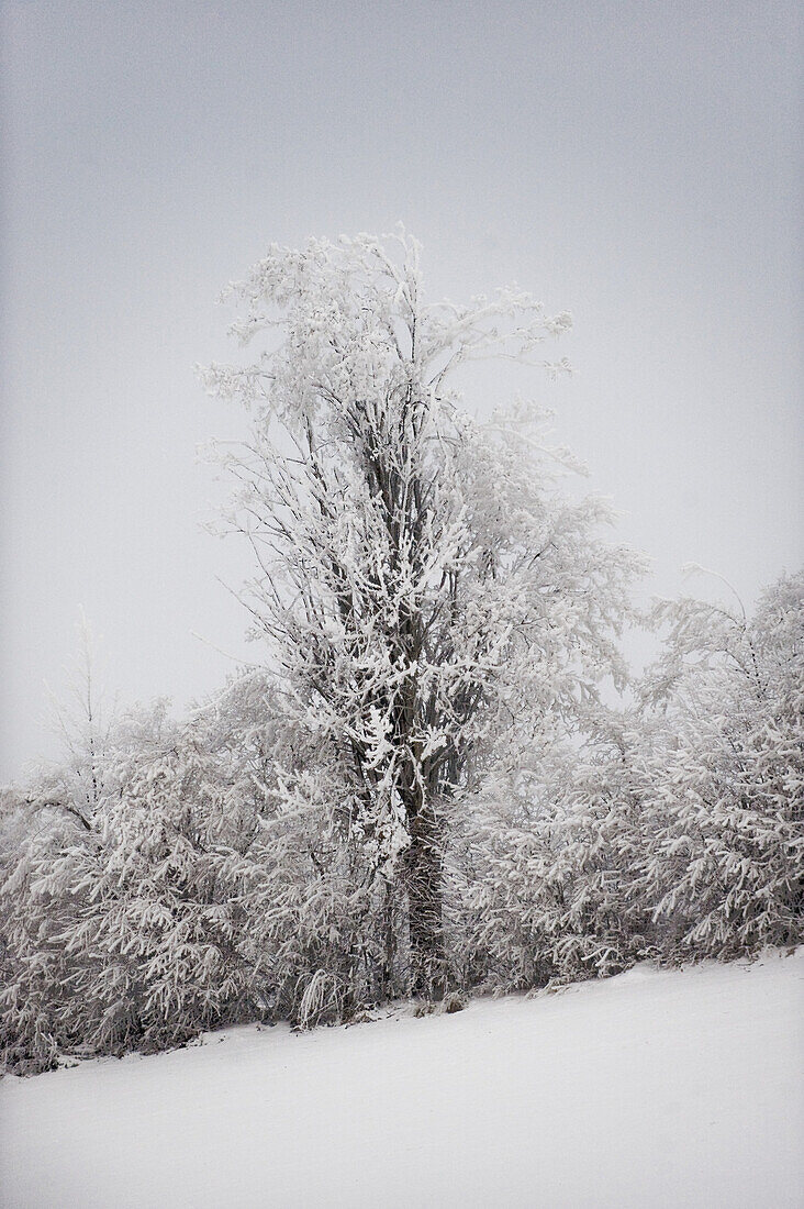 Kahler Baum mir Raureif im Winter, Tegernseer Land, Oberbayern, Bayern, Deutschland