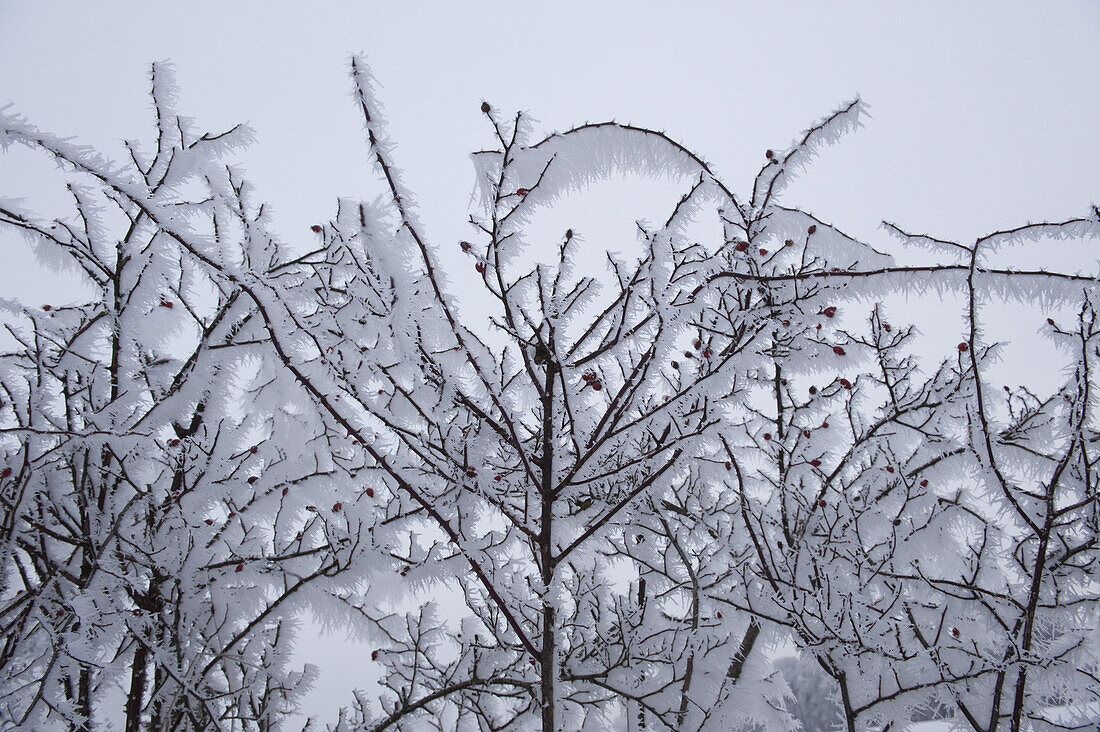 Äste mit Raureif im Winter, Tegernseer Land, Oberbayern, Bayern, Deutschland