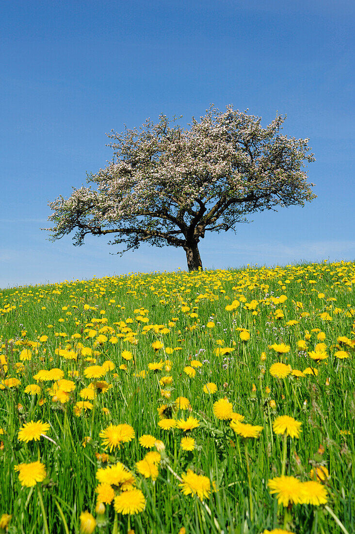 Fruit tree blooming in a meadow with dandelions, Lindau, lake Constance, Bavaria, Germany