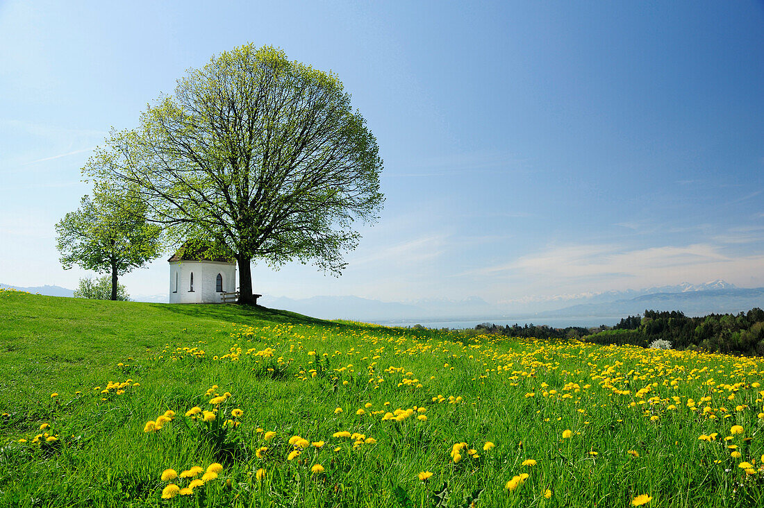 View across a meadow with dandelions towards lake Constance, Appenzeller Alps mountain range with Saentis in the background, Lindau, lake Constance, Bavaria, Germany