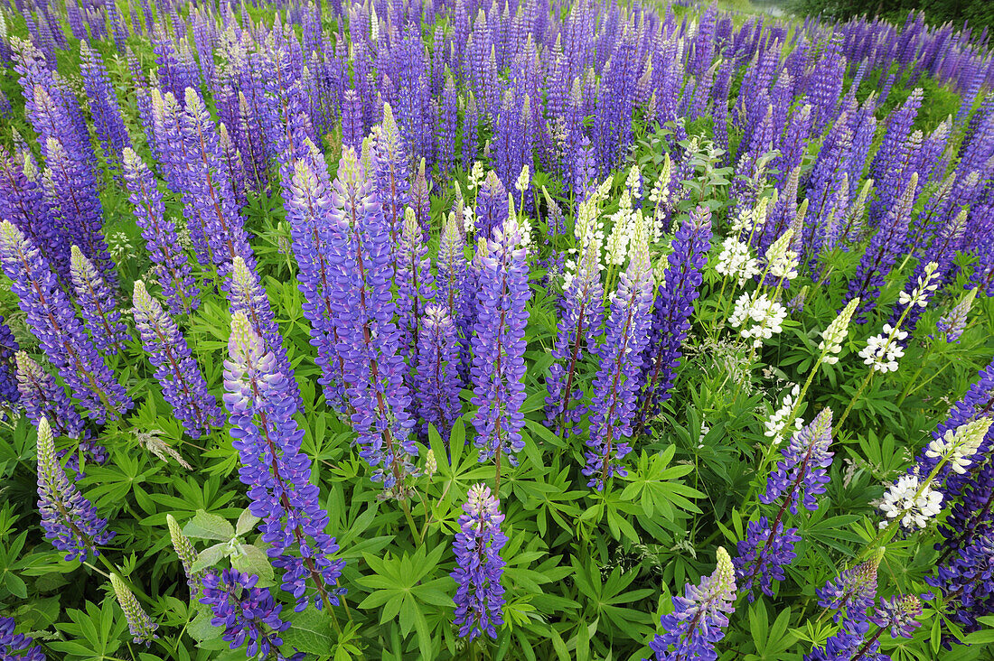 Close up of lupines, lake Altmuehlsee, Altmuehltal cycle trail, Bavaria, Germany