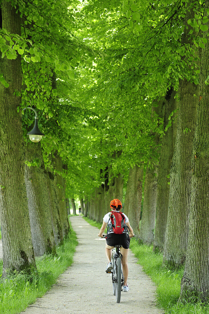 Female cyclist passing lime tree alley, Altmuehltal cycle trail, Altmuehltal natural park, Altmuehltal, Bavaria, Germany