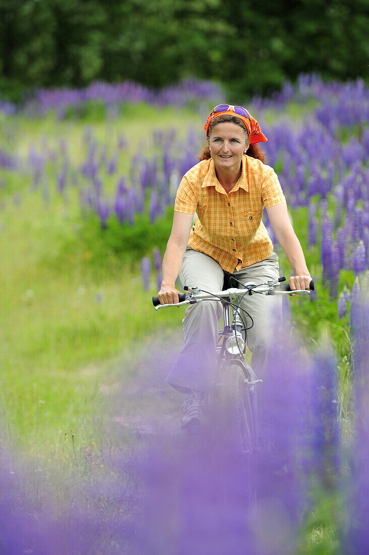 Woman cycling between lupines, Altmuehl Lake, Altmuehltal cycle trail, Altmuehltal, Bavaria, Germany