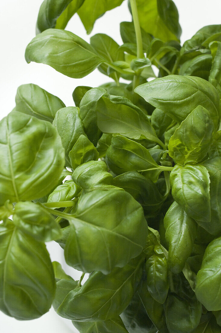 Close up of fresh basil, herbs, Healthy food