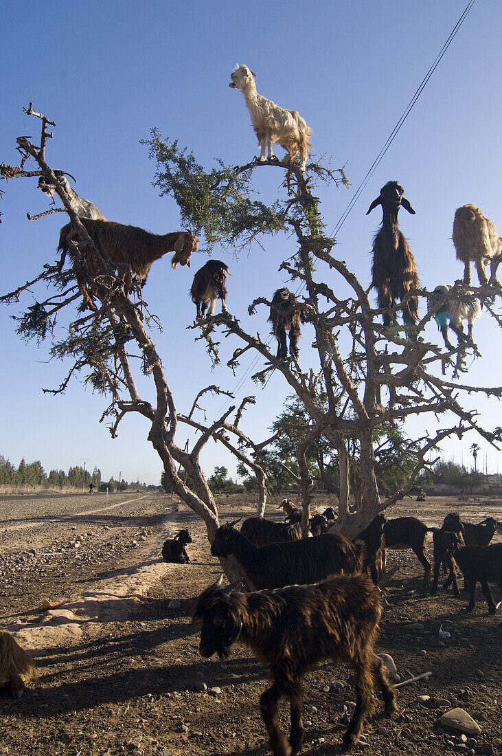 Goats on an argan tree, Morocco, North Africa, Africa