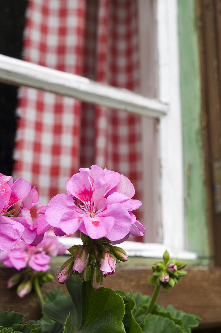 Geranium flowers on the window sill, Alps, Switzerland