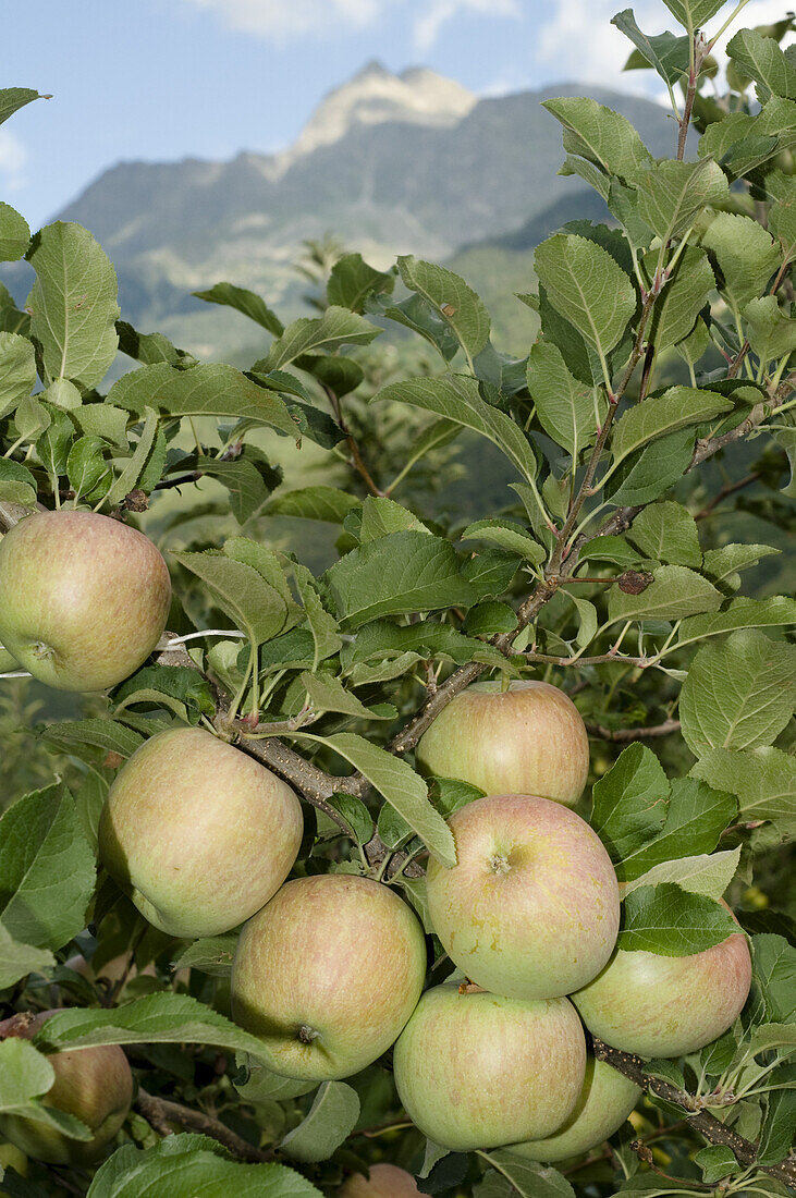 Äpfel auf einem Baum, Obstplantage, Südtirol, Italien, Europa