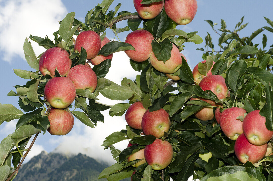 Ripe apples on an apple tree, orchard in South Tyrol, Italy, Europe