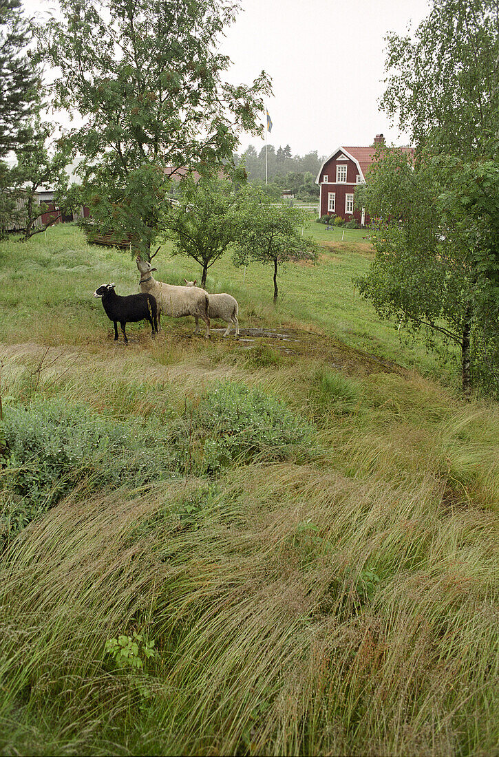 Sheep on a farm, Smaland, Sweden, Europe