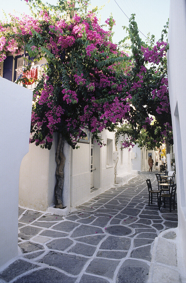 Alley with bougainvillea, Naussa, Paros, Mediterranean sea, Greece, Europe