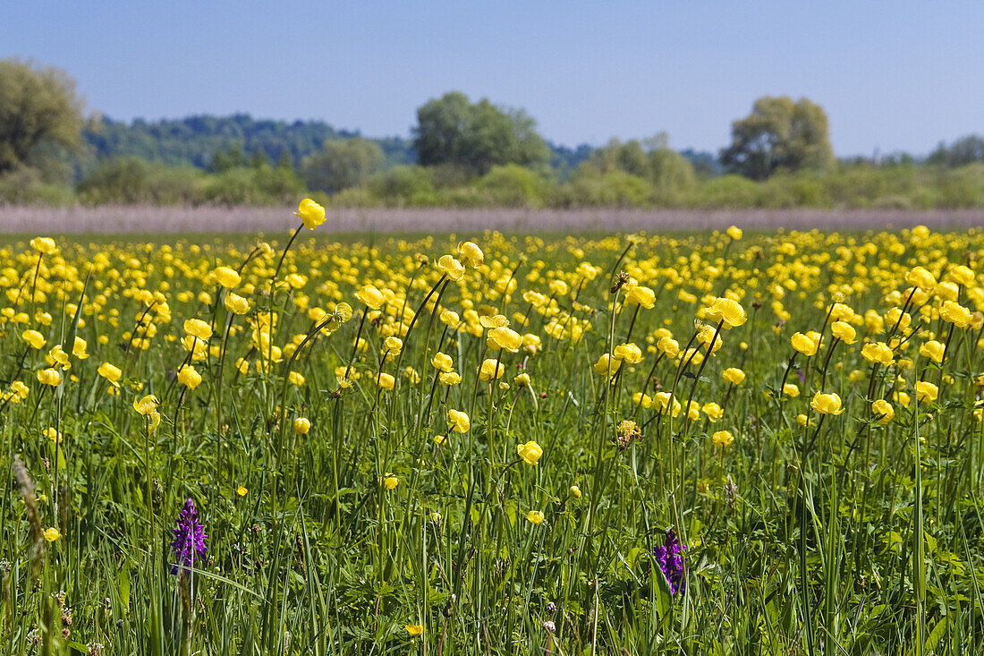 flowering meadow with Globe-flowers, Trollius europaeus, Upper Bavaria, Germany