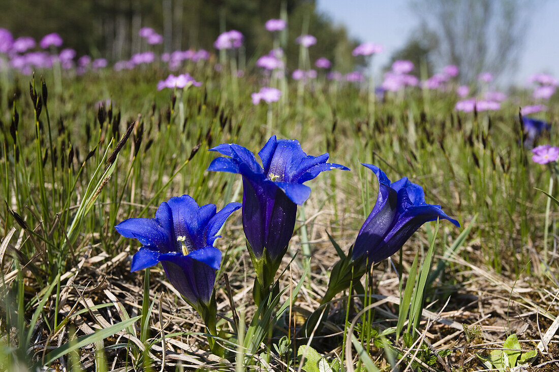 Flowering meadow with Gentian and Primula, Upper Bavaria, Germany