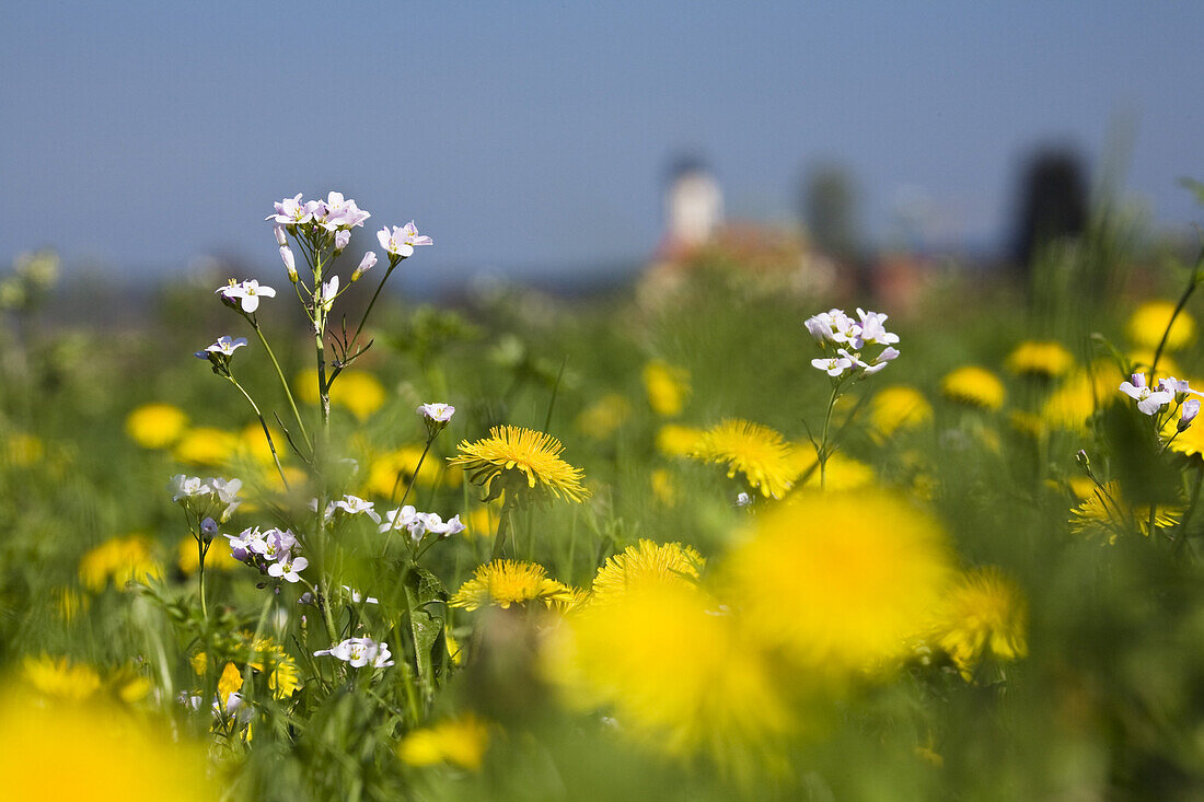 Flowering meadow with Cardamine pratensis and dandelions, Taraxacum officinale, Upper Bavaria, Germany