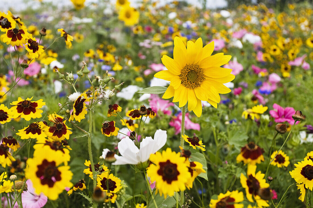 Flowering meadow with sunflowers, Helianthus annuus, Germany