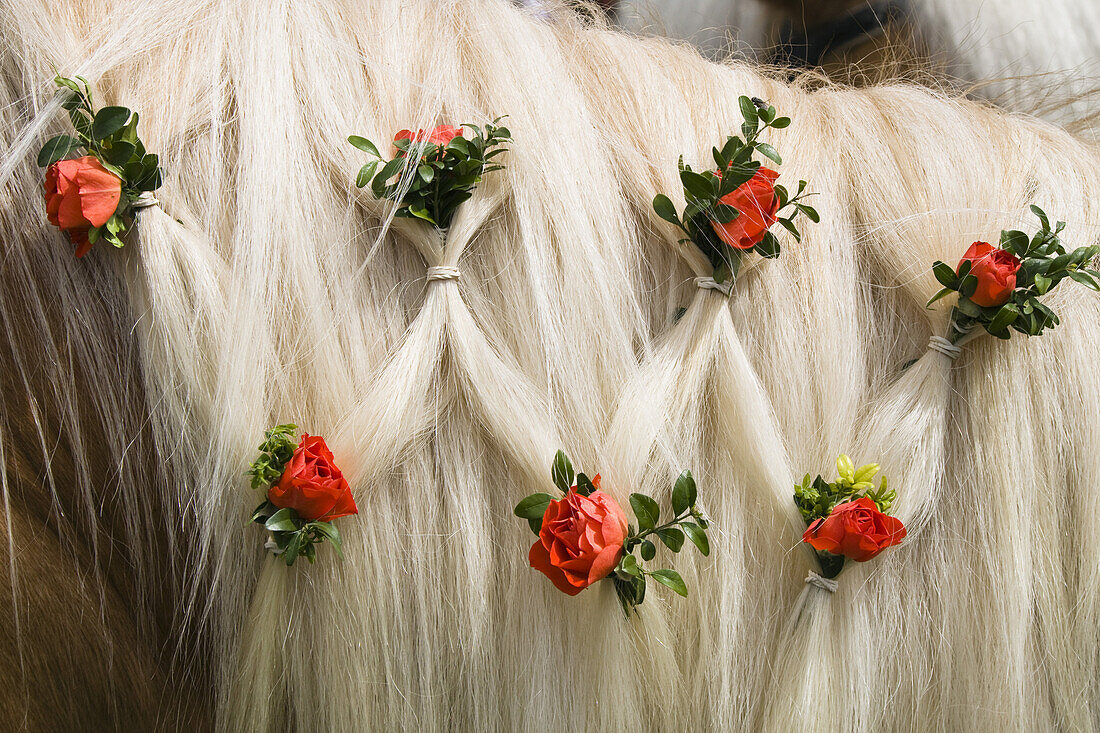 roses woven into a horse's mane, traditional Georgiritt at Hub chapel, Penzberg, Upper Bavaria, Germany