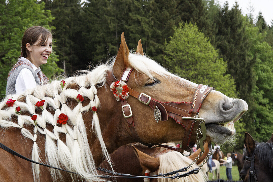 Geschmücktes Pferd flehmt, In Pferdemähne geflochtene Rosen, traditioneller Georgiritt an der Hubkapelle Penzberg, Oberbayern, Deutschland