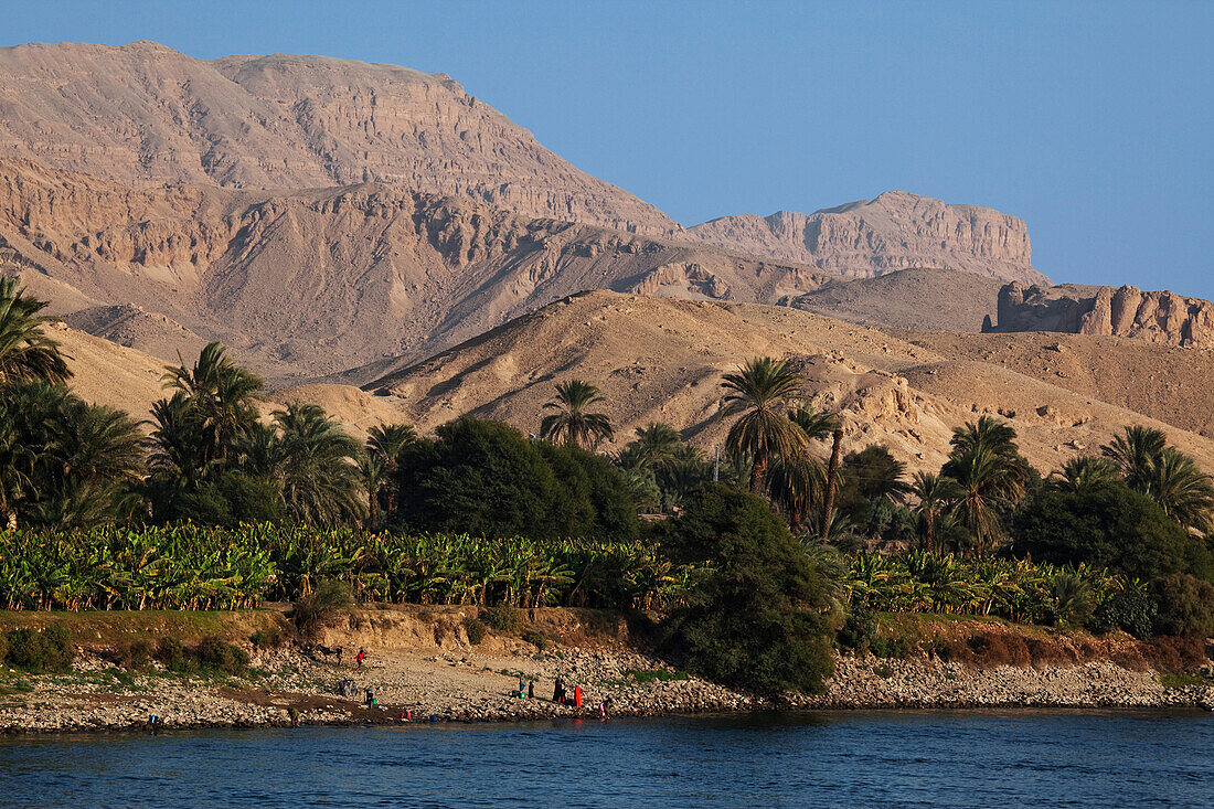 Palm trees at the banks of river Nile, Egypt, Africa
