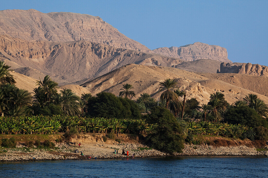 Palmen am Nilufer, Ägypten, Afrika