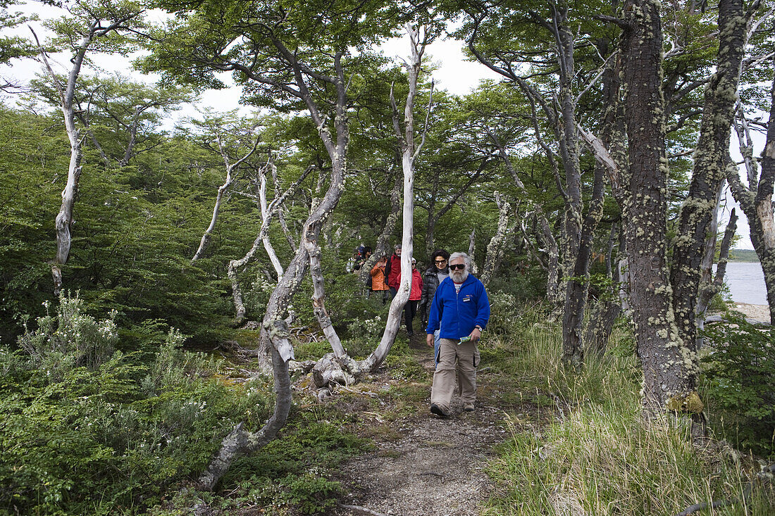 Wanderer in urigem Wald in der Reserva Nacional Laguna Parrillar, nahe Punta Arenas, Patagonien, Chile, Südamerika, Amerika