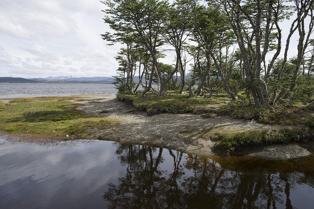 Uriger Wald am See in der Reserva Nacional Laguna Parrillar, nahe Punta Arenas, Patagonien, Chile, Südamerika, Amerika