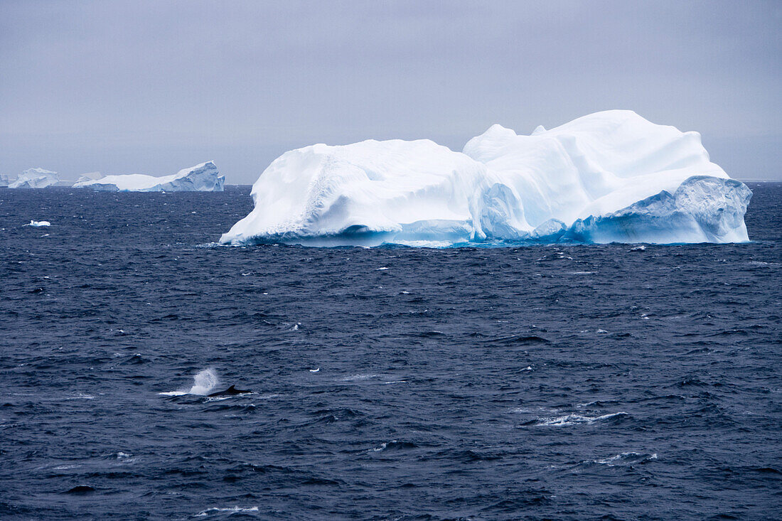 Blick auf Walfontäne und antarktische Eisberge, Südliche Shetlandinseln, Antarktis