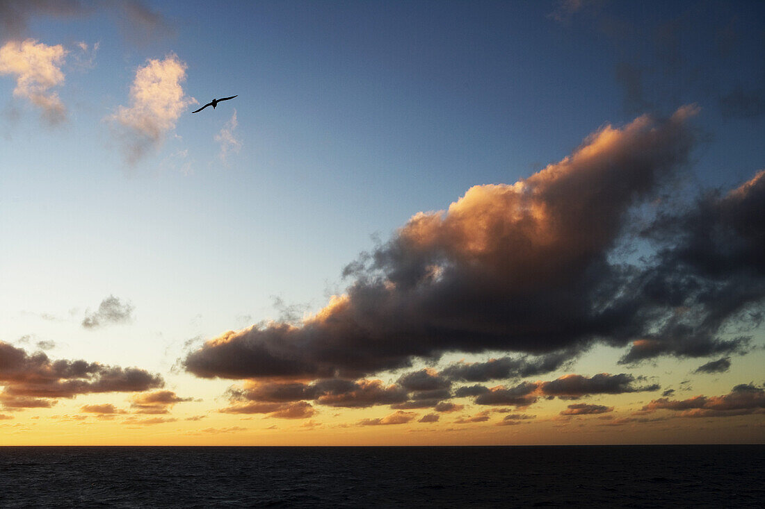 Silhouette von Albatross und Wolken bei Sonnenuntergang, Drake Passage, im Südatlantik, Südamerika