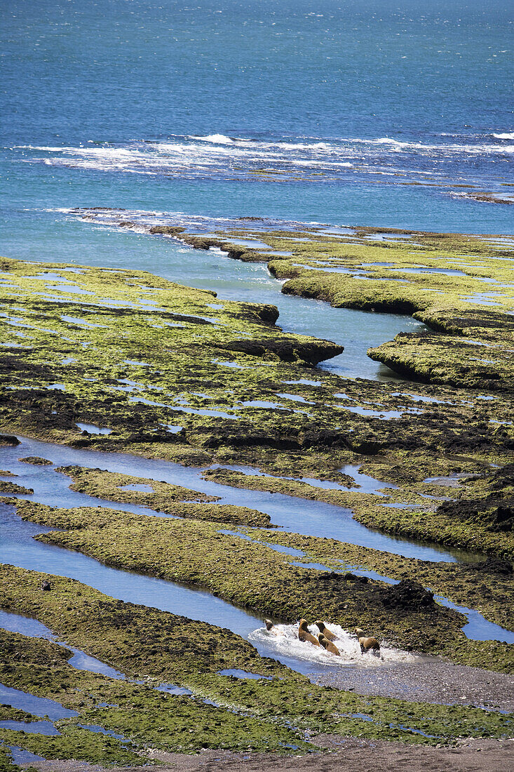 Blick auf südliche See-Elefanten (Mirounga leonia), Peninsula Valdes Nationalpark, Valdes Halbinsel, Patagonien, Argentinien, Südamerika, Amerika