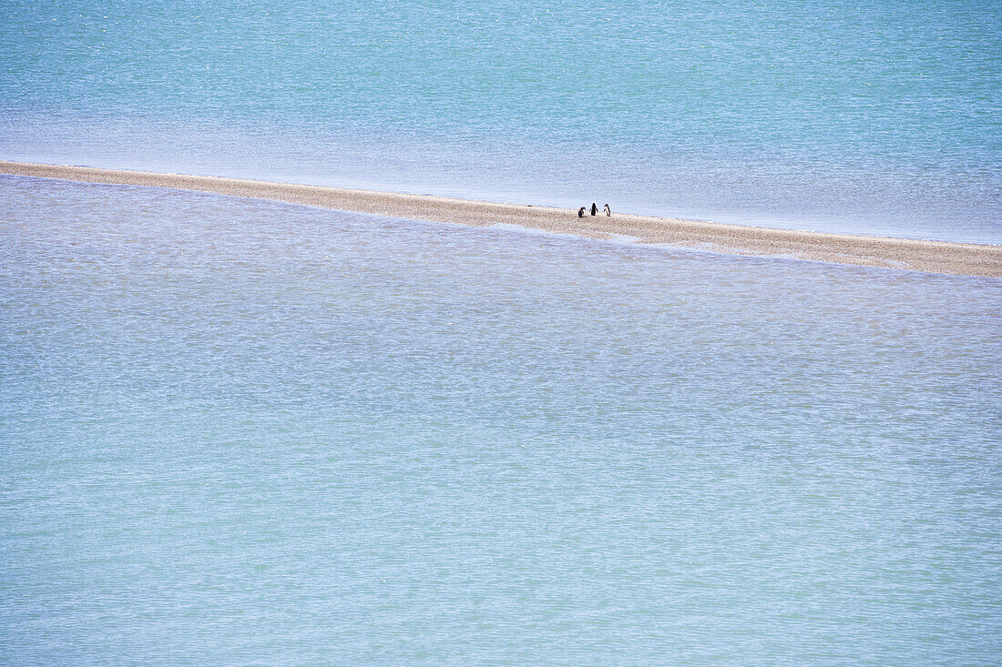 Drei Magellan Pinguine (Spheniscus magellanicus) auf einer Sandbank, Peninsula Valdes Nationalpark, Valdes Halbinsel, Patagonien, Argentinien, Südamerika, Amerika