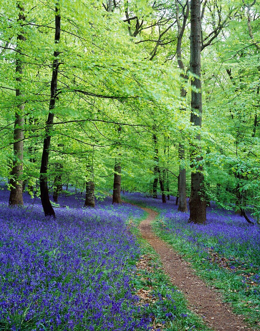 Pathway through bluebells in May in the Forest of Dean Gloucestershire, England, United Kingdom