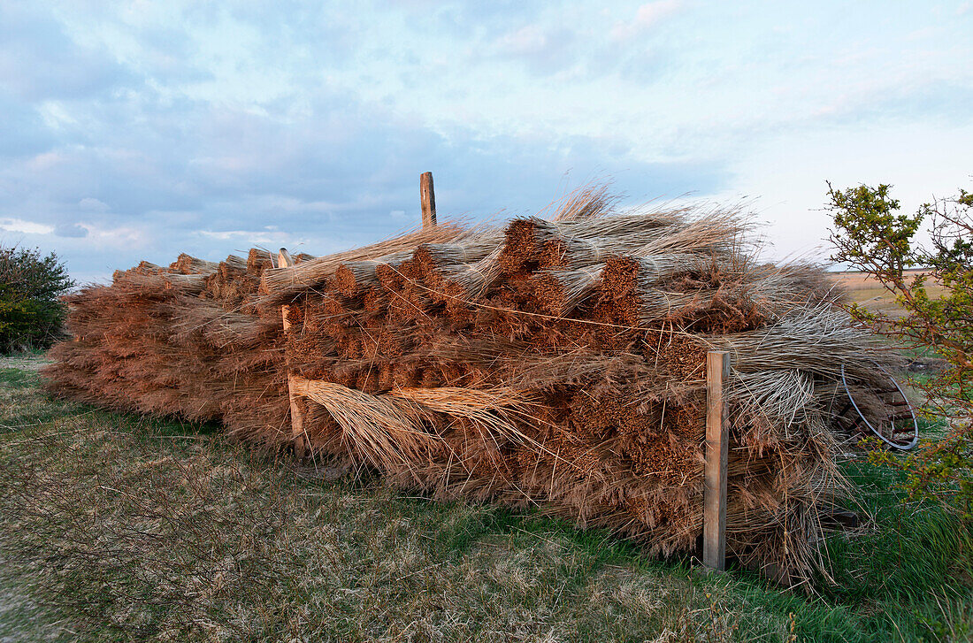 Piles of Reed for thatched rooves, Morsum, North Sea, Sylt, Schleswig-Holstein, Germany