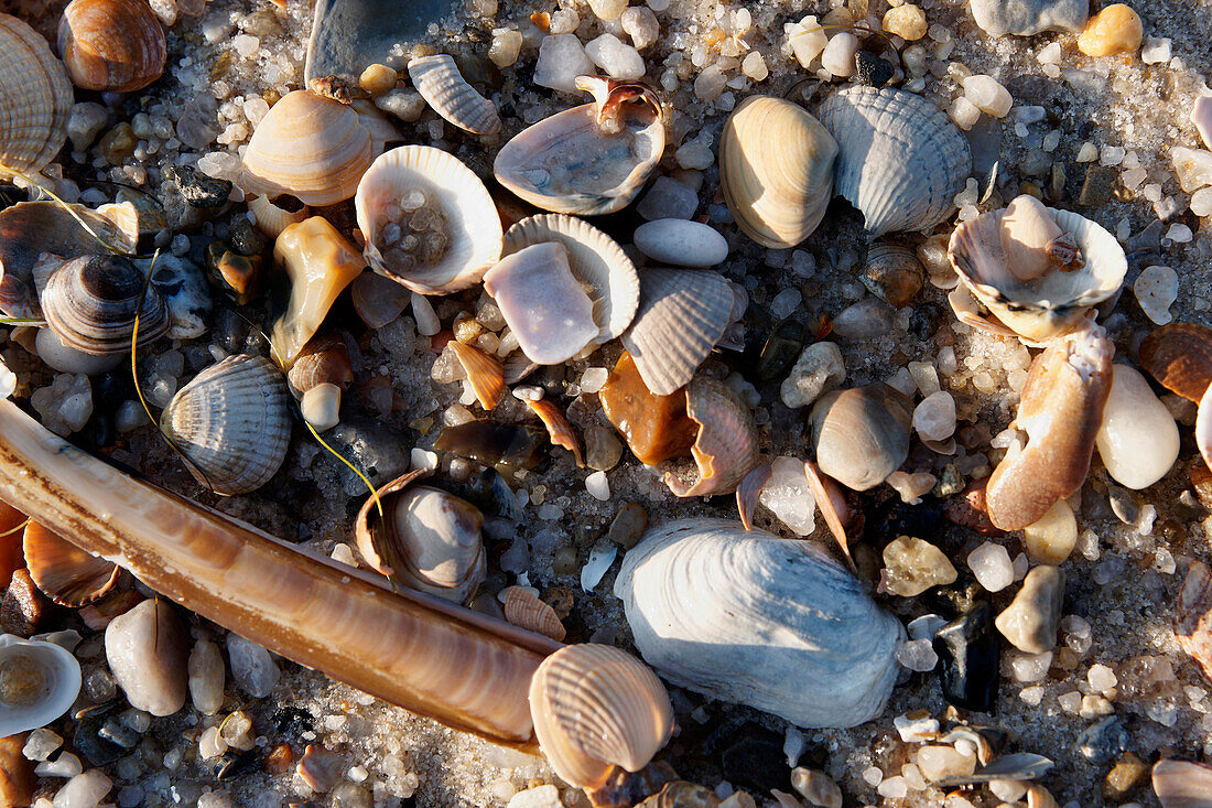 Sea shells on the beach at Hoernum Odde, Hoernum, Sylt, Schleswig-Holstein, Germany