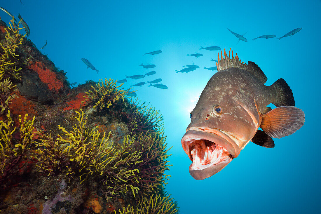 Dusky Grouper, Epinephelus marginatus, Tamariu, Costa Brava, Mediterranean Sea, Spain