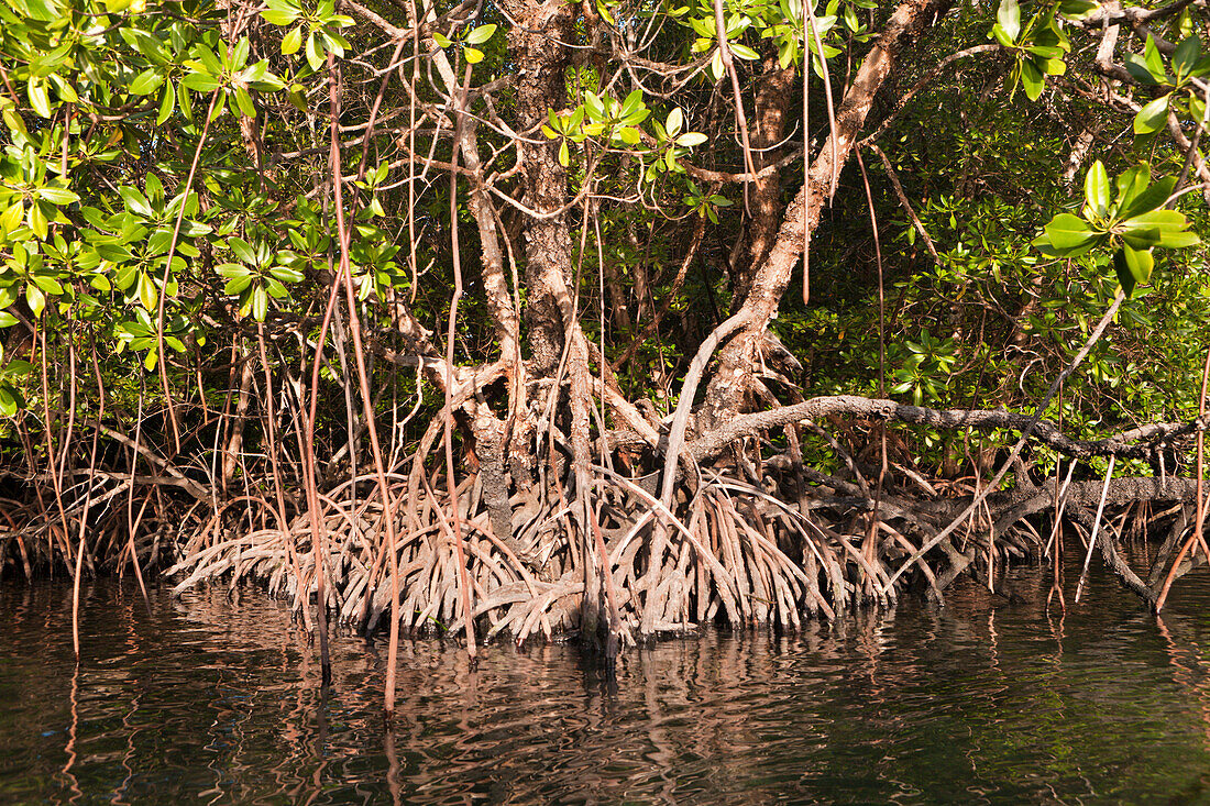 Mangroves of Misool, Raja Ampat, West Papua, Indonesia