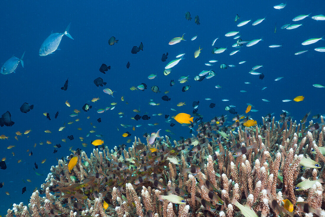 Coral Fishes over Reef, Raja Ampat, West Papua, Indonesia