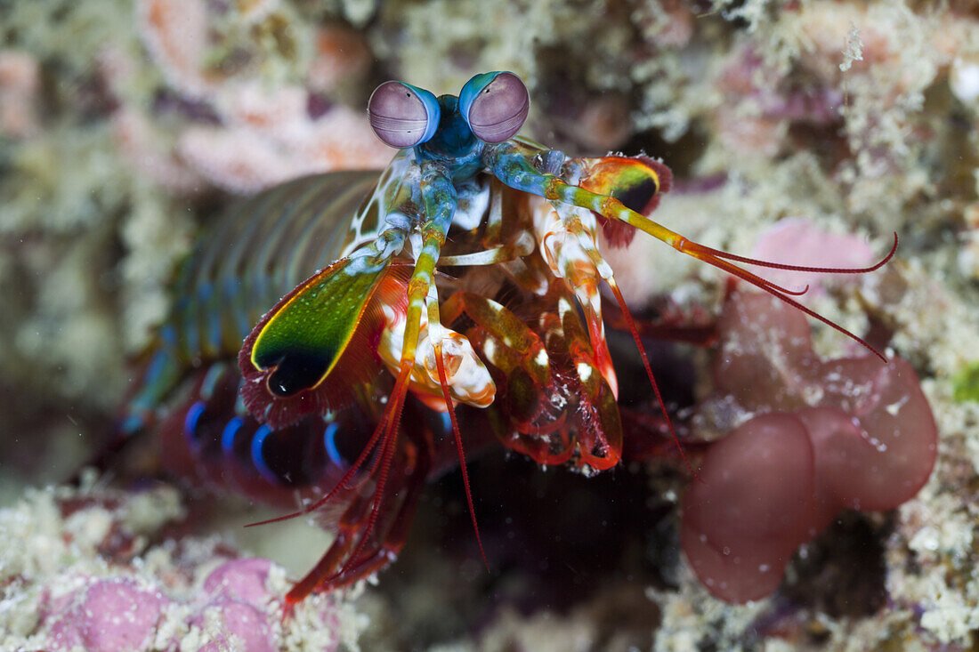 Bunter Fangschrecken-Schmetterkrebs, Odontodactylus scyllarus, Raja Ampat, West Papua, Indonesien